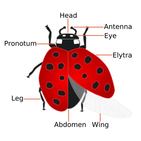 ladybug wing diagram 